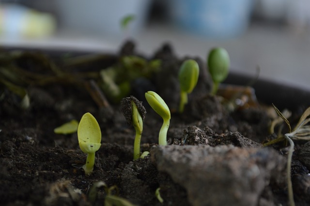 composting, compost, vermiculture