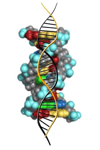 dog dna test, puppy dna test