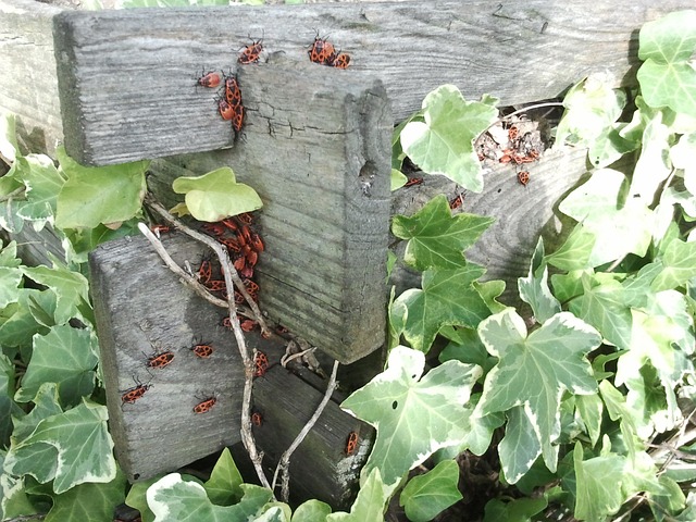 composting, compost, vermiculture