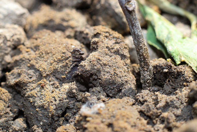 composting, compost, vermiculture