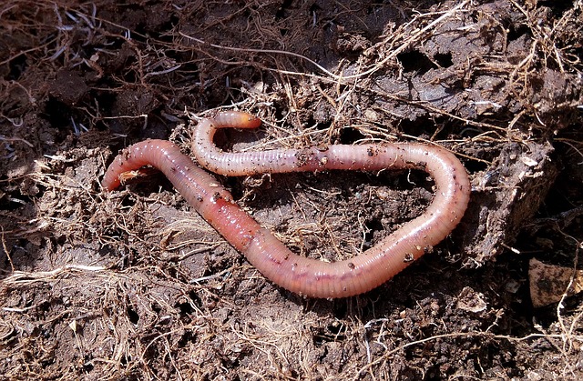 composting, compost, vermiculture