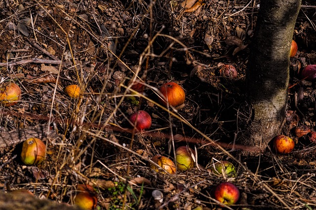 composting, compost, vermiculture