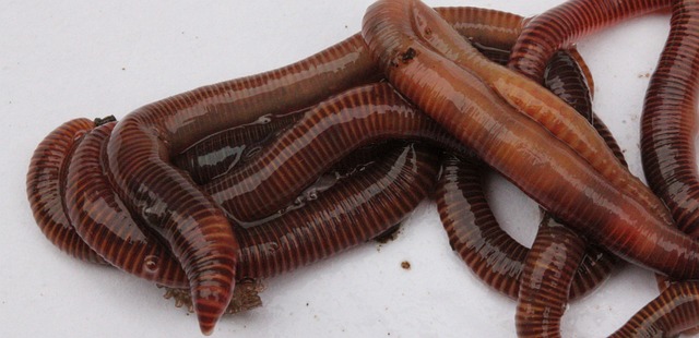 composting, compost, vermiculture