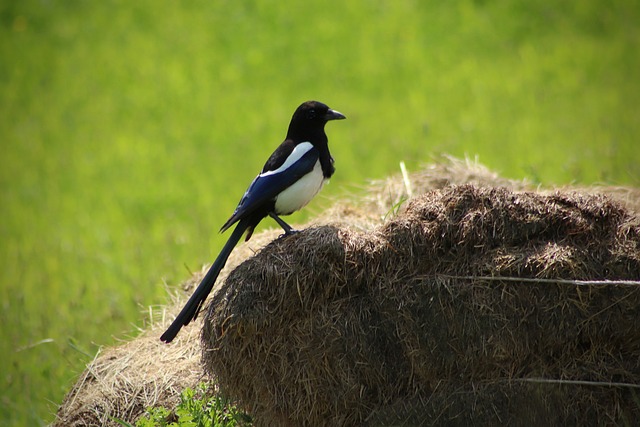 composting, compost, vermiculture