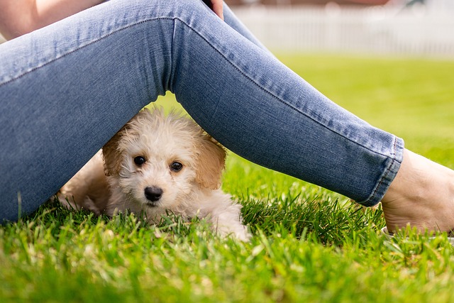 dog dna test, puppy dna test