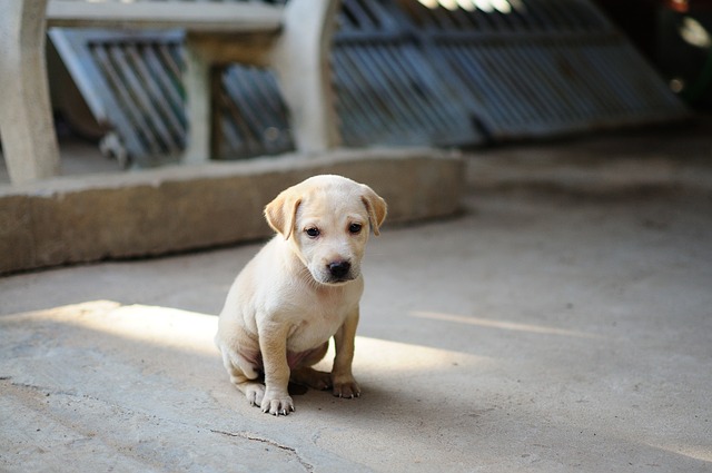 dog dna test, puppy dna test