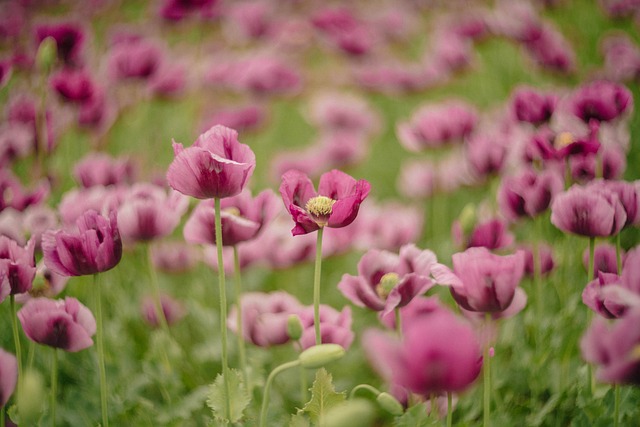 english gardens
