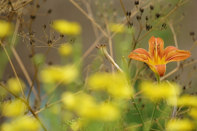 english gardens