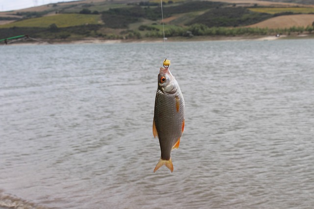 fishing supplies