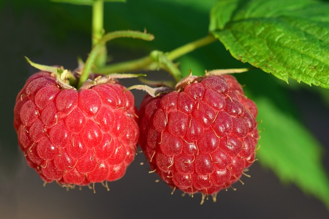 fruit vinegars