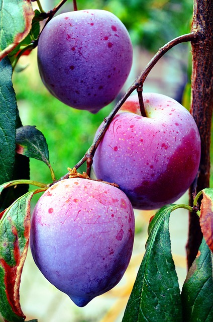 fruit vinegars