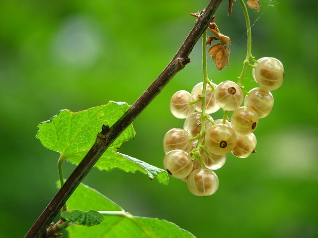 fruit vinegars