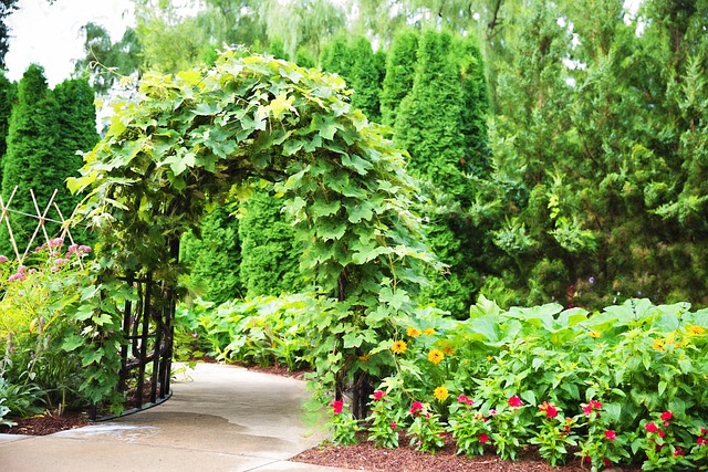 pergolas, pergola