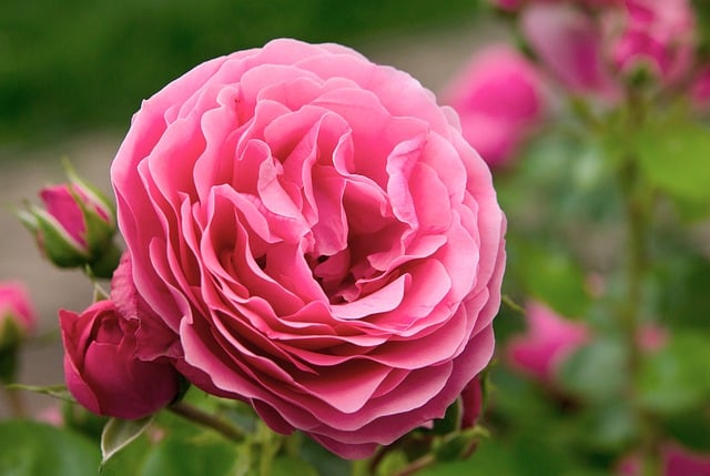 english gardens