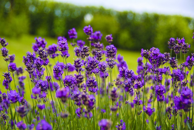 english gardens