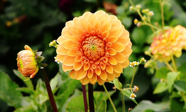 english gardens