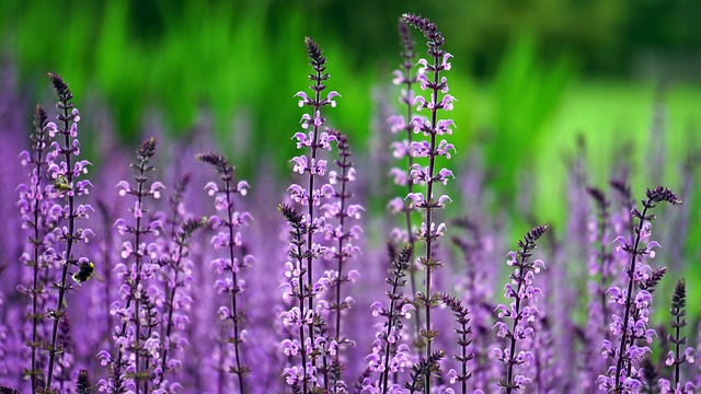 english gardens