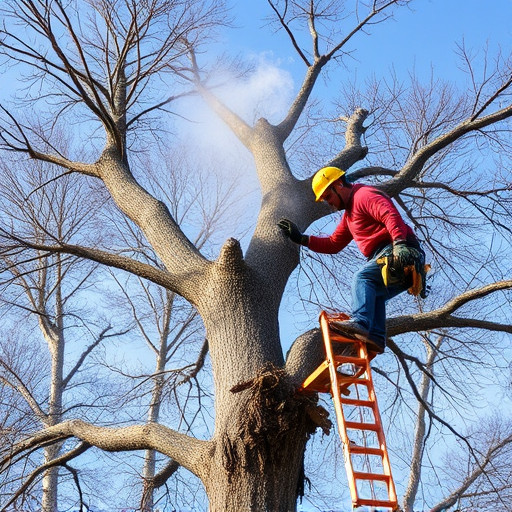 tree removal