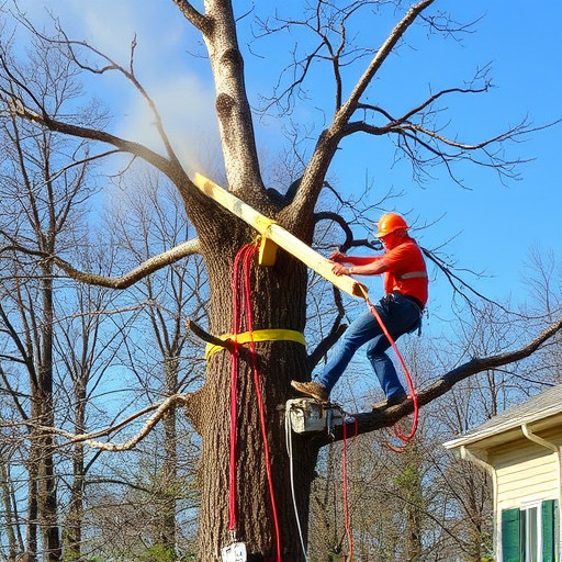 tree removal