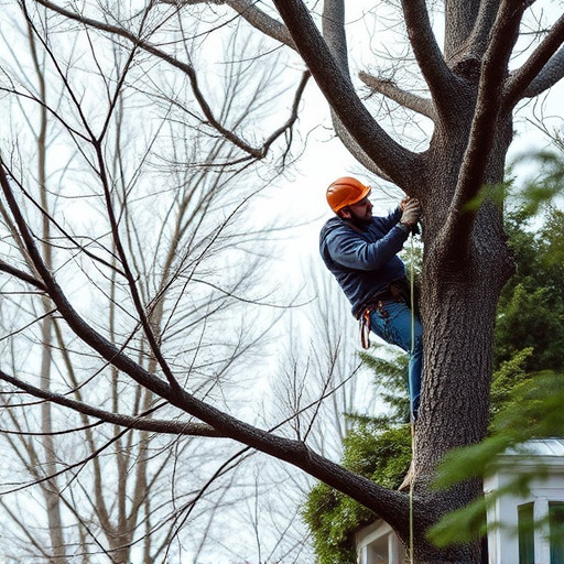 tree trimming