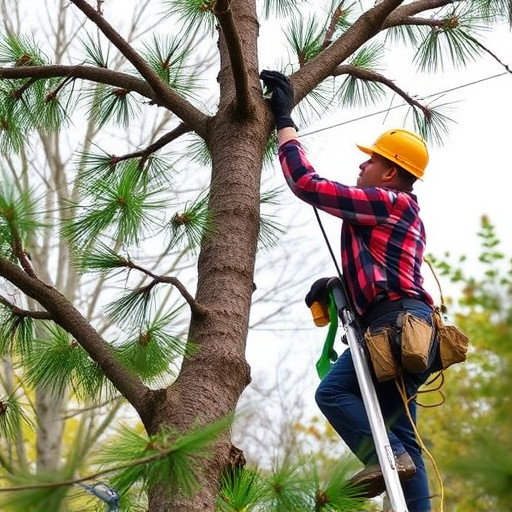 tree trimming