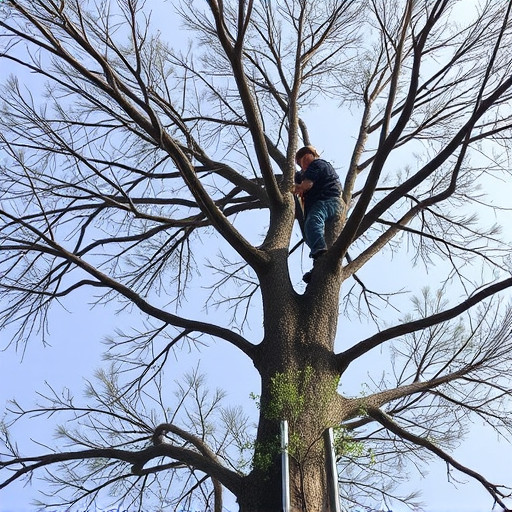 tree trimming