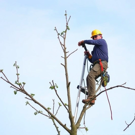 tree trimming