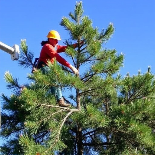 tree trimming