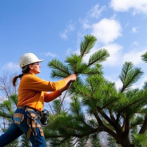 tree trimming