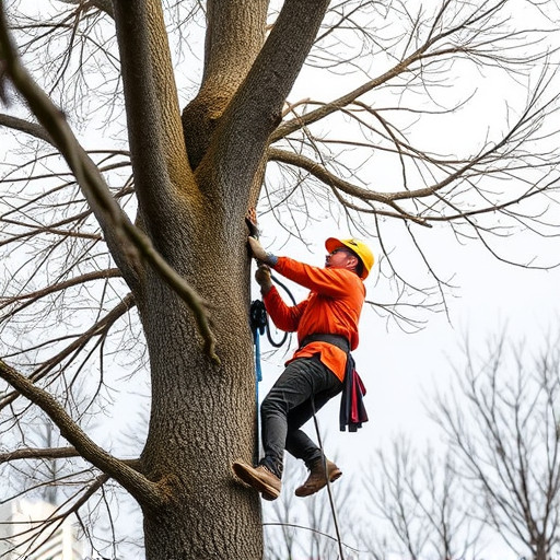 tree trimming