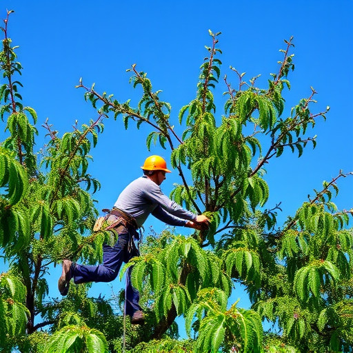 arborist