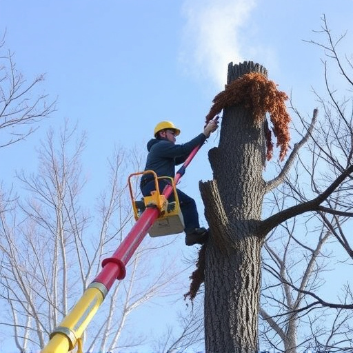 tree removal