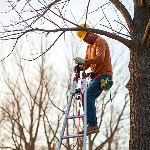 tree trimming