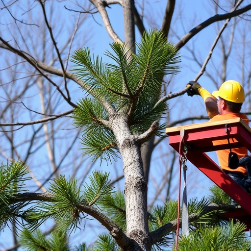 tree trimming