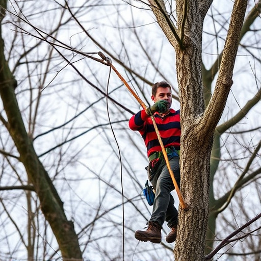 tree trimming
