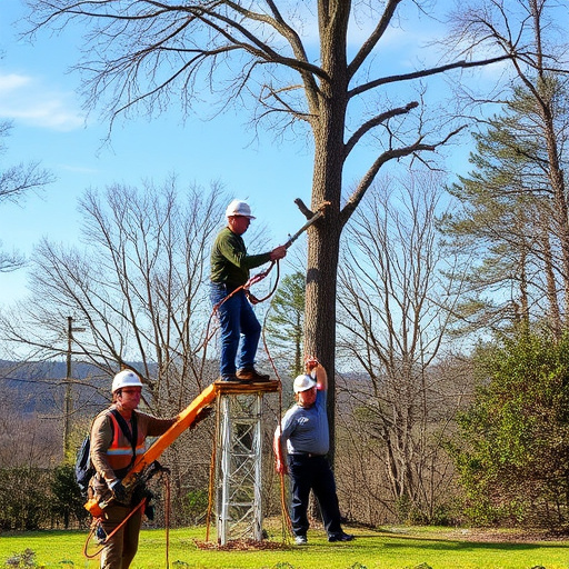 tree removal