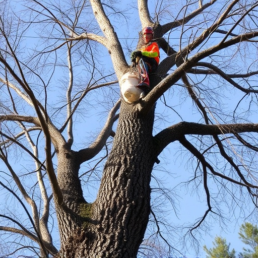 tree removal