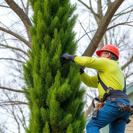 tree trimming