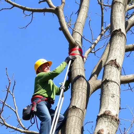 tree trimming