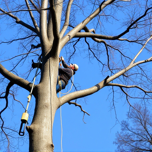 arborist