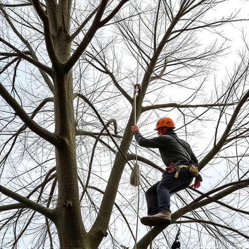 arborist