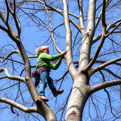 arborist