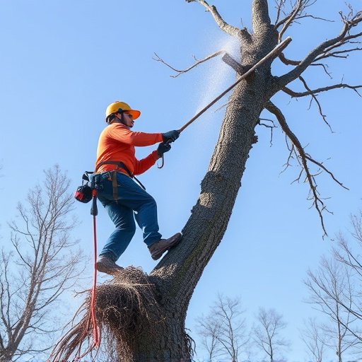 tree removal
