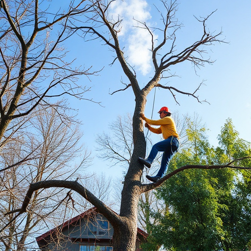 tree removal