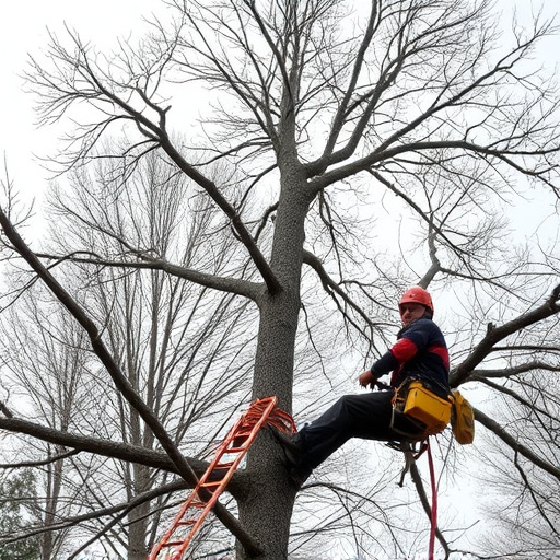 tree removal