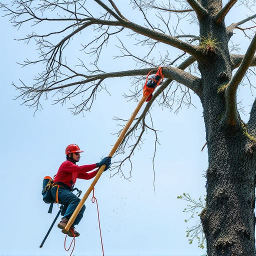 tree removal
