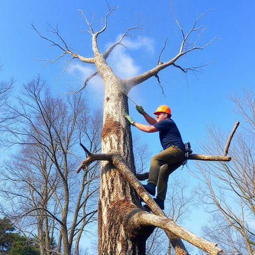 tree removal