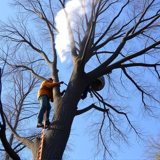 tree removal