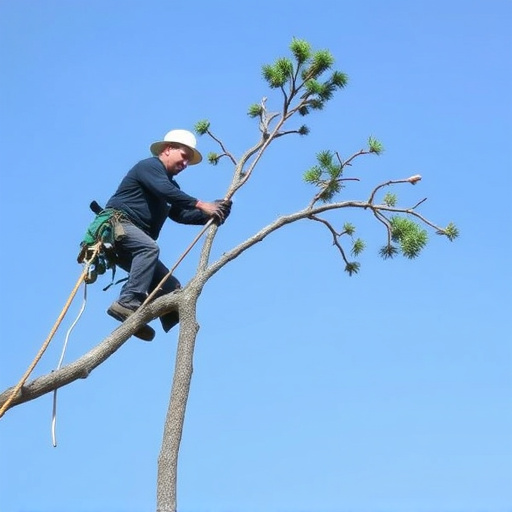 tree services