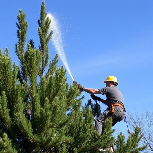 tree trimming